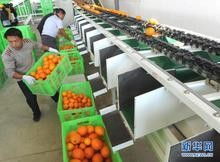深圳二手食品生產線進口代理全流程解析 西班牙搬遷、備案中檢、報關一站式服務